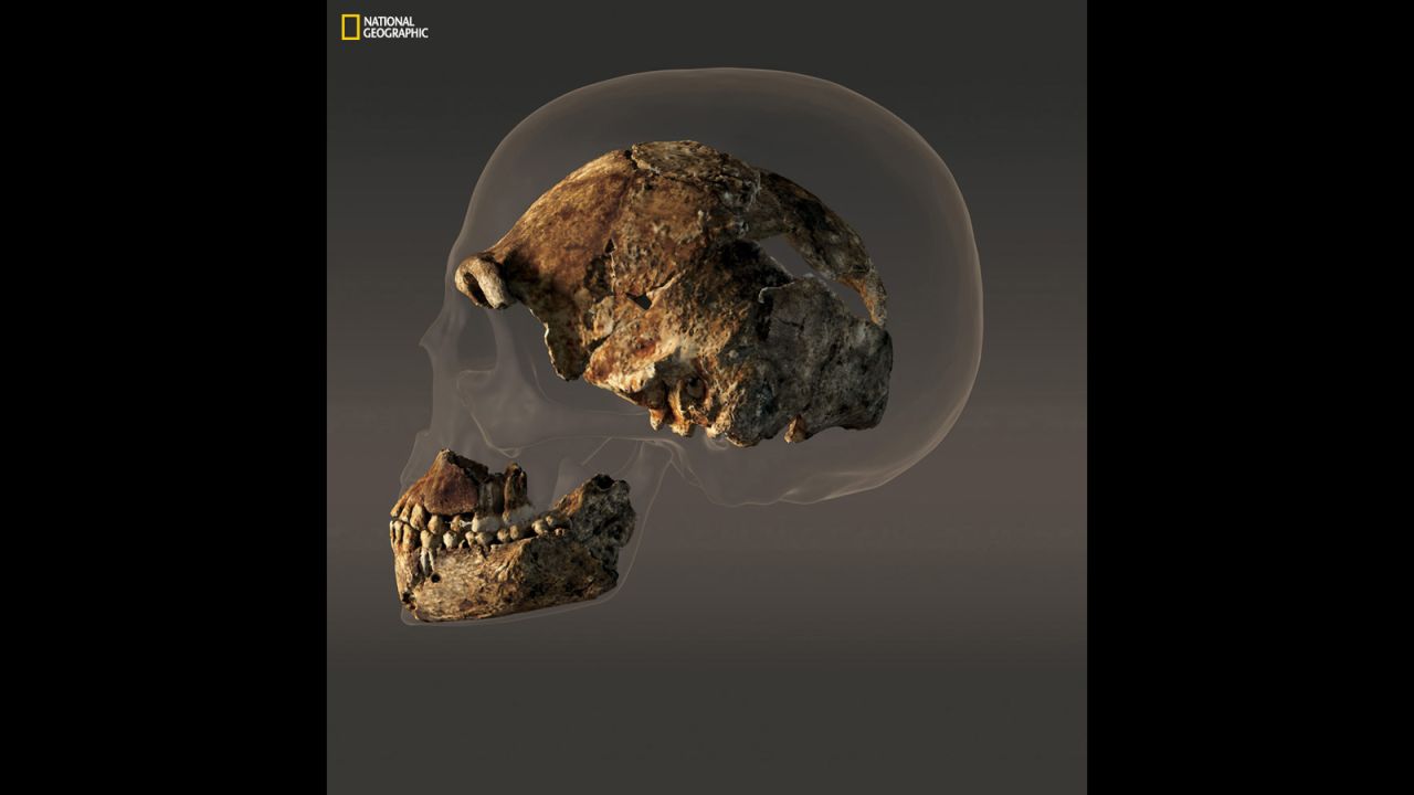 The braincase of a composite male skull of Homo naledi measures just 560 cubic centimeters in volume — less than half that of the modern human skull pictured behind it. 
