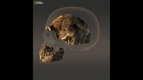 The braincase of a male Homo naledi is less than half the size of the modern human skull.