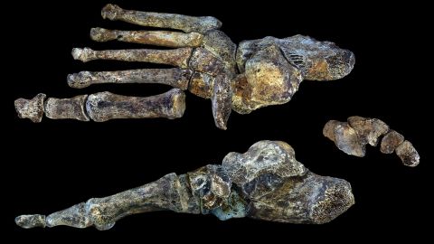 Homo naledi's feet are almost identical to ours -- indicating that it was well-suited to long distance walking.