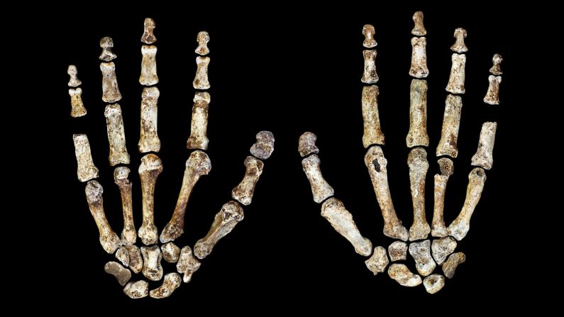 Homo naledi's hands suggest tool-making and climbing capabilities.