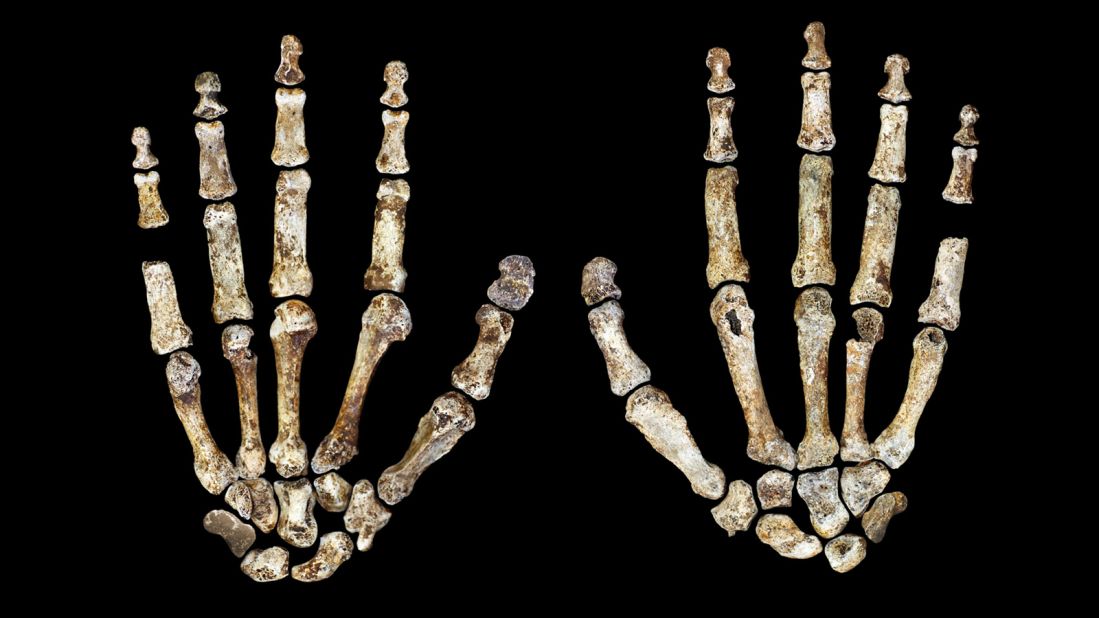 Homo naledi's hands suggest tool-making and climbing capabilities.