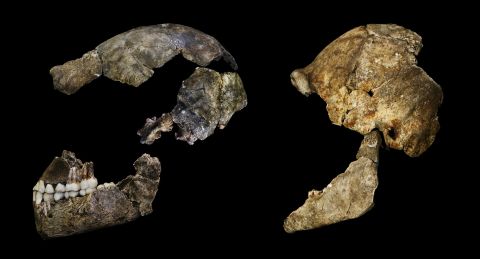 Homo naledi's skull protected a brain about the size of an average orange, researchers say.