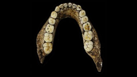 Homo naledi's teeth are similar to those of the earliest-known members of our genus, scientists say.