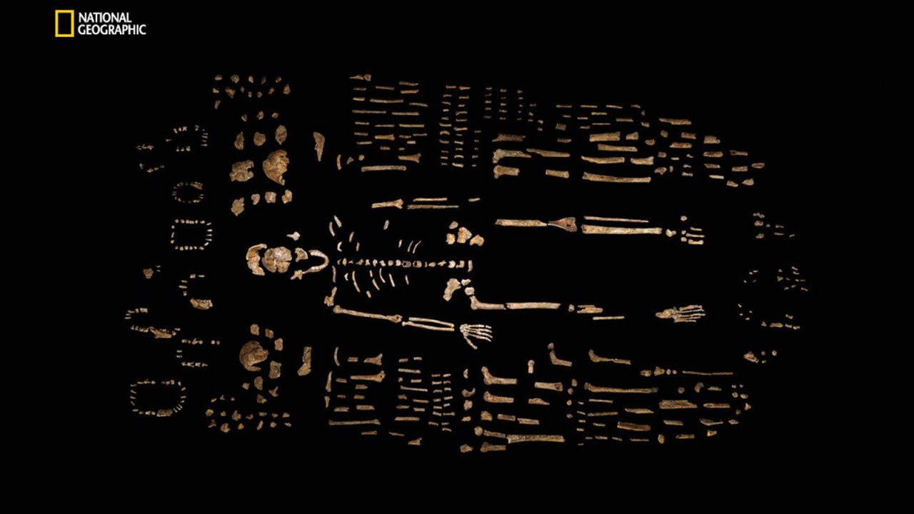 A composite skeleton of Homo naledi is surrounded by some of the hundreds of other fossil elements recovered from the Dinaledi Chamber of the cave.
