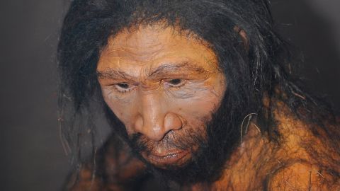 An artist's rendition of Homo erectus.