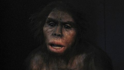 A rendering of Homo habilis.