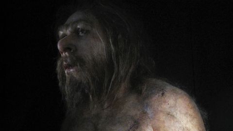 A rendering of Homo neanderthalensis.