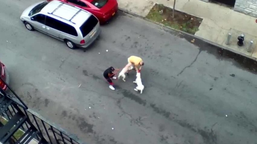 pit bulls attack man bronx new york_00004011.jpg