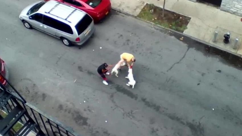 Pit Bull Attack Horse At Canecreek Park Bronx pit bull attack leads to arrest | CNN