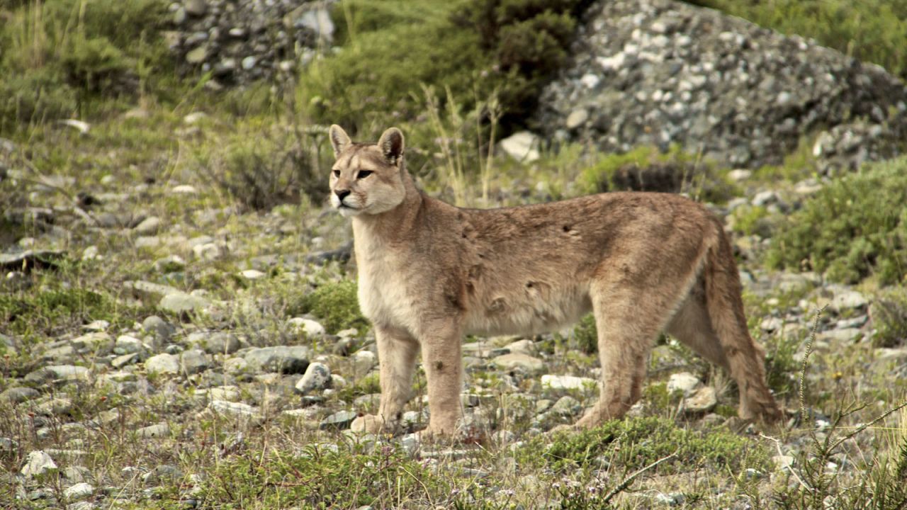 Though distributed from the Canadian Rockies to the southernmost Andes -- and known alternatively as cougars or mountain lions -- pumas have historically been thought of as too elusive for any sort of commercial tourism.