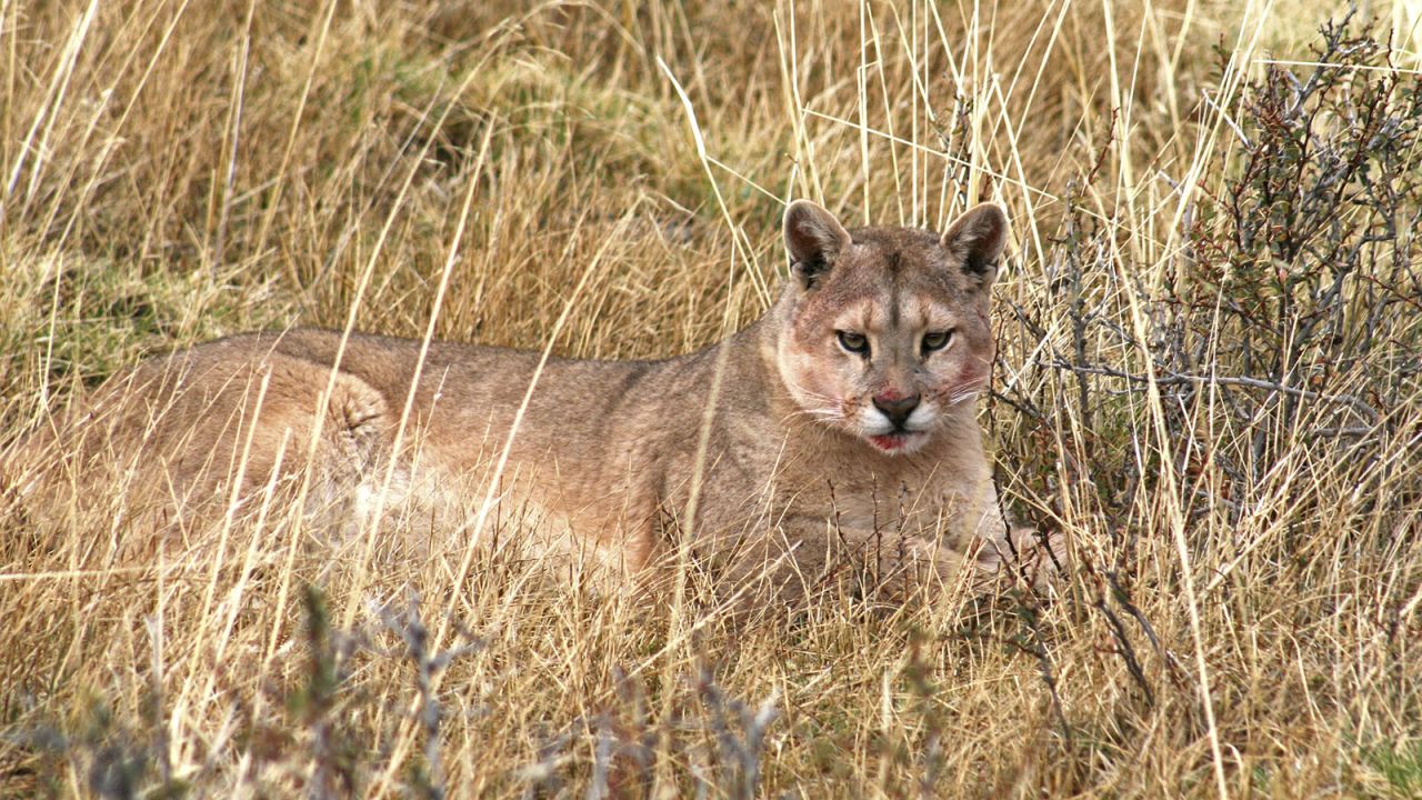 Active from dusk to dawn, pumas are rarely spotted midday.
