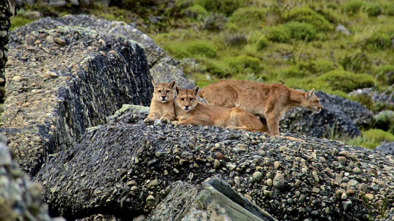 Though tricky to spot, pumas inhabit Chile's Torres Del Paine National Park. Quasar Expeditions launched its first puma trekking safaris in the park earlier this year. 