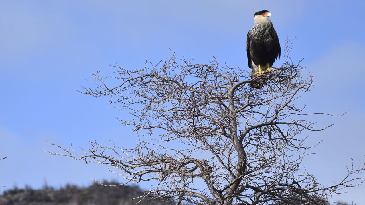 The southern crested caracara often feeds on the animal carcasses leftover from puma attacks. 