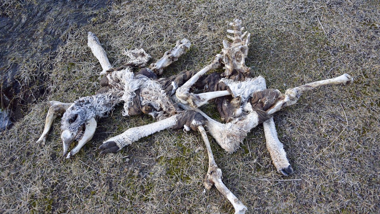 The Fauna Trail, near Laguna Amarga, is littered with guanaco carcasses from puma attacks. 