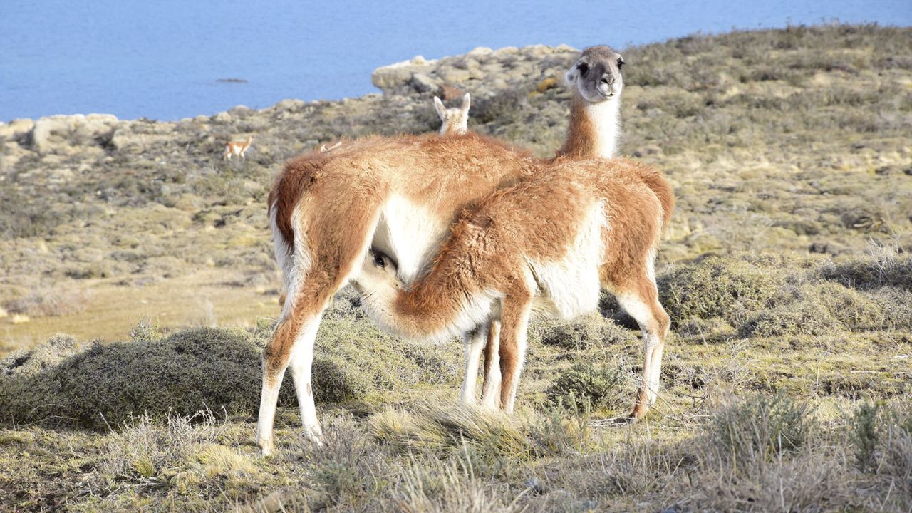 Guanacos are an important food source for pumas in Torres Del Paine National Park. They're common and easily spotted here. 