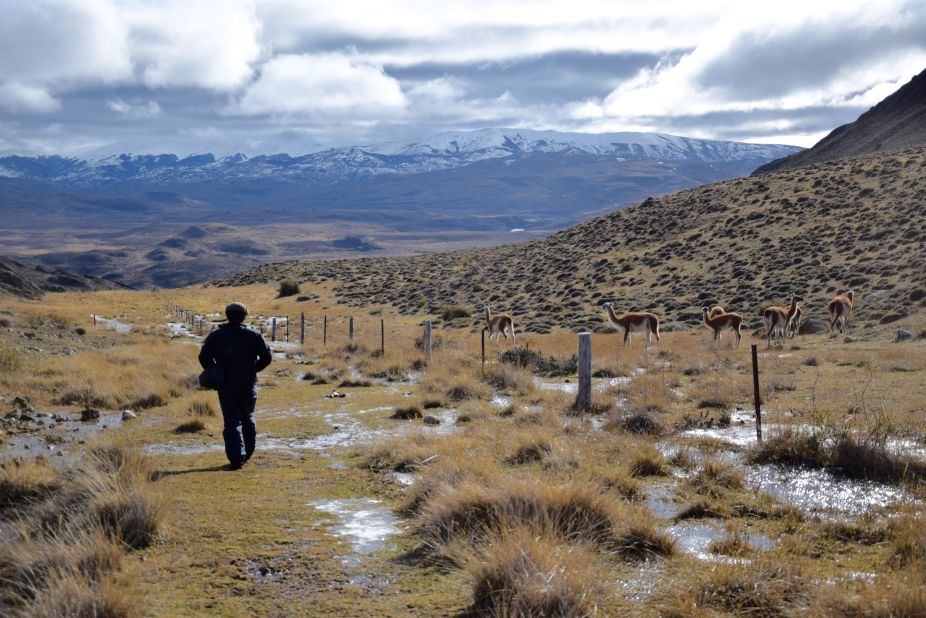 To find pumas, Vargas keeps an eye on the guanacos. 