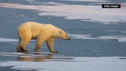 polar bear arctic climate change orig mg nws_00000720.jpg