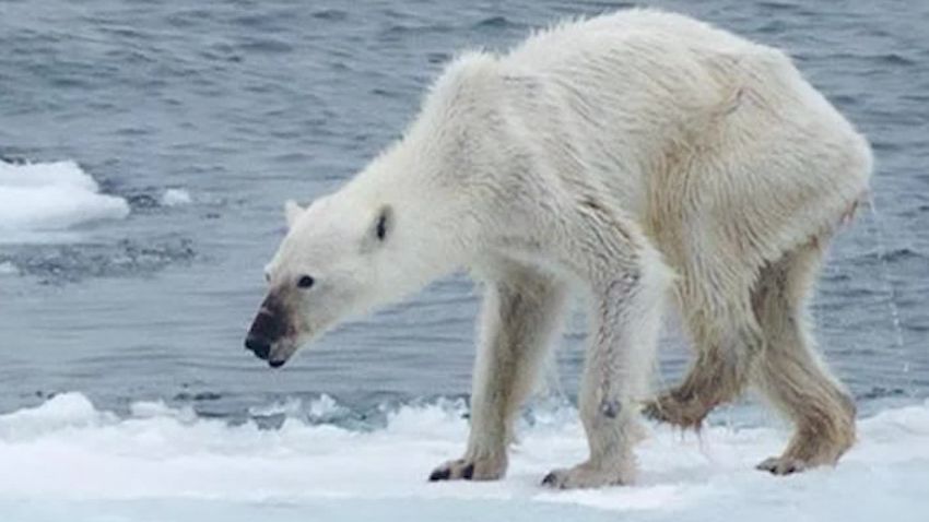 polar bear arctic climate change orig mg nws_00010716.jpg
