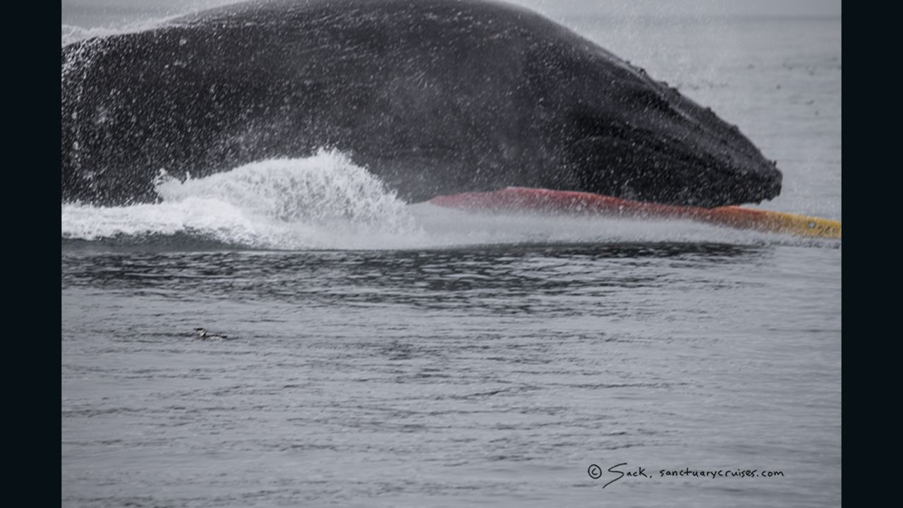 kayakers whale 1