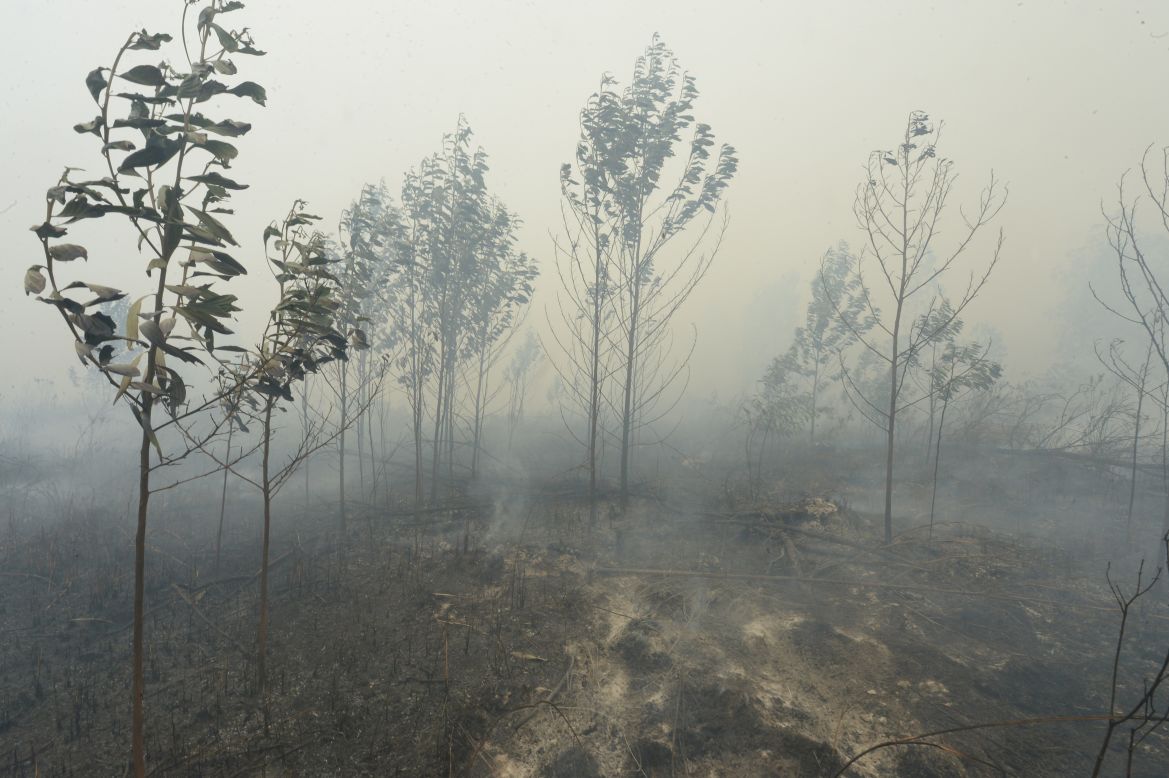 Burnt trees appear skeletal on a farmland after firemen managed to put out the fire in Kampar, Riau, on September 13.