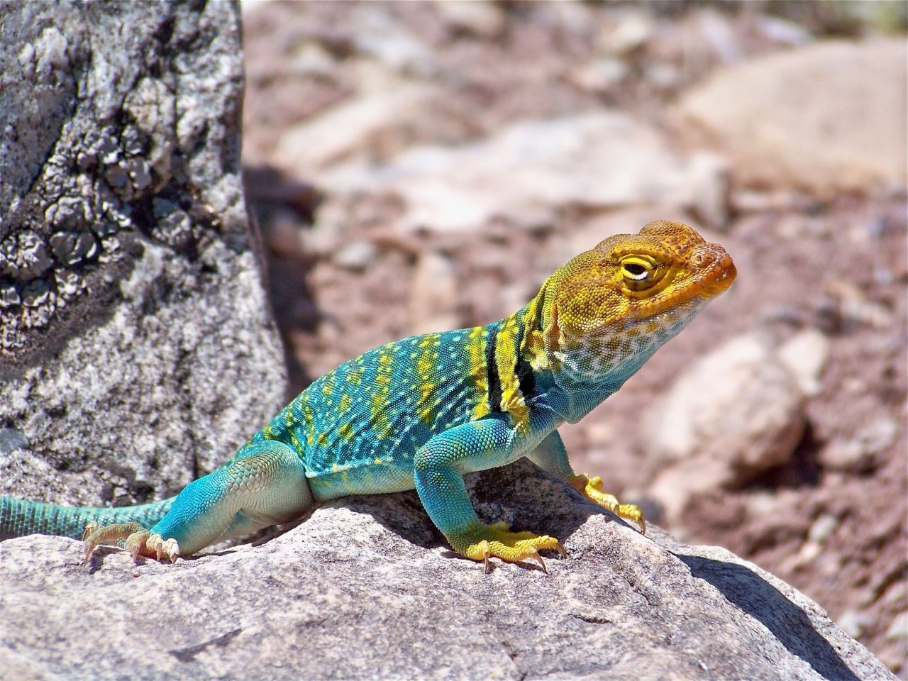 This eye-catching lizard "patiently posed" for dozens of photos taken by Dana Barbato during a desert hike near Page, Arizona. <br /> 