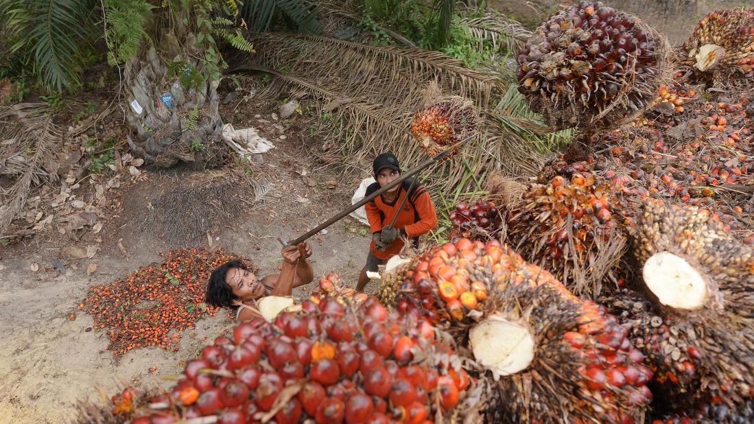 Workers load palm-oil seeds into the back of a truck at a plantation area in Pelalawan on Wednesday, September 16. For 18 years, plantations have farmed the rich peatlands that run along the Sumatran coast of Indonesia and Borneo Island.