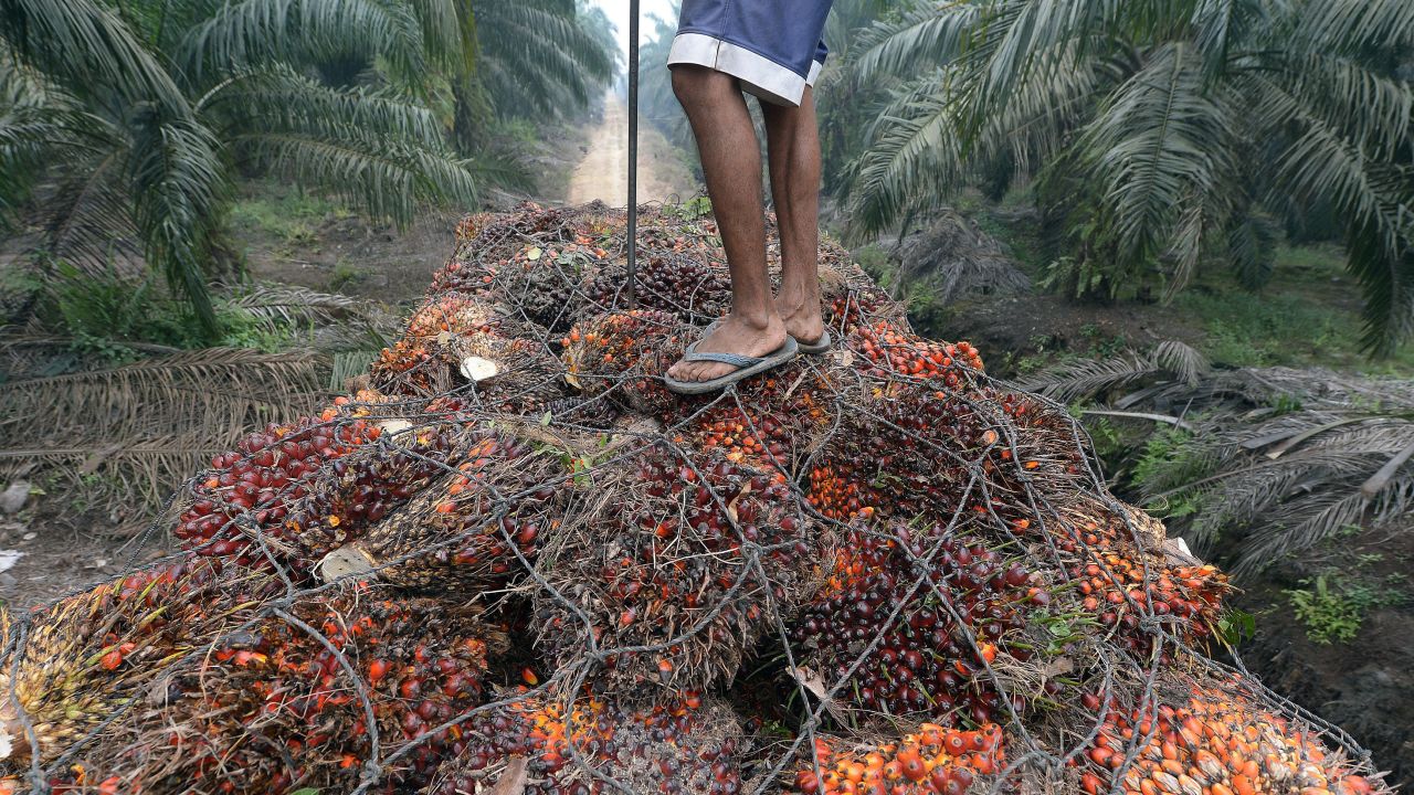 A worker stands on palm-oil seeds in the back of a truck at a plantation area in Pelalawan on September 16. 