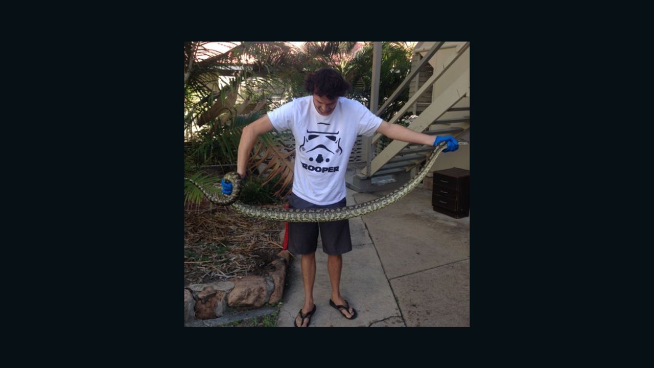 The second nearly 8 foot python snake catcher Elliot Budd removed from a woman's toilet.