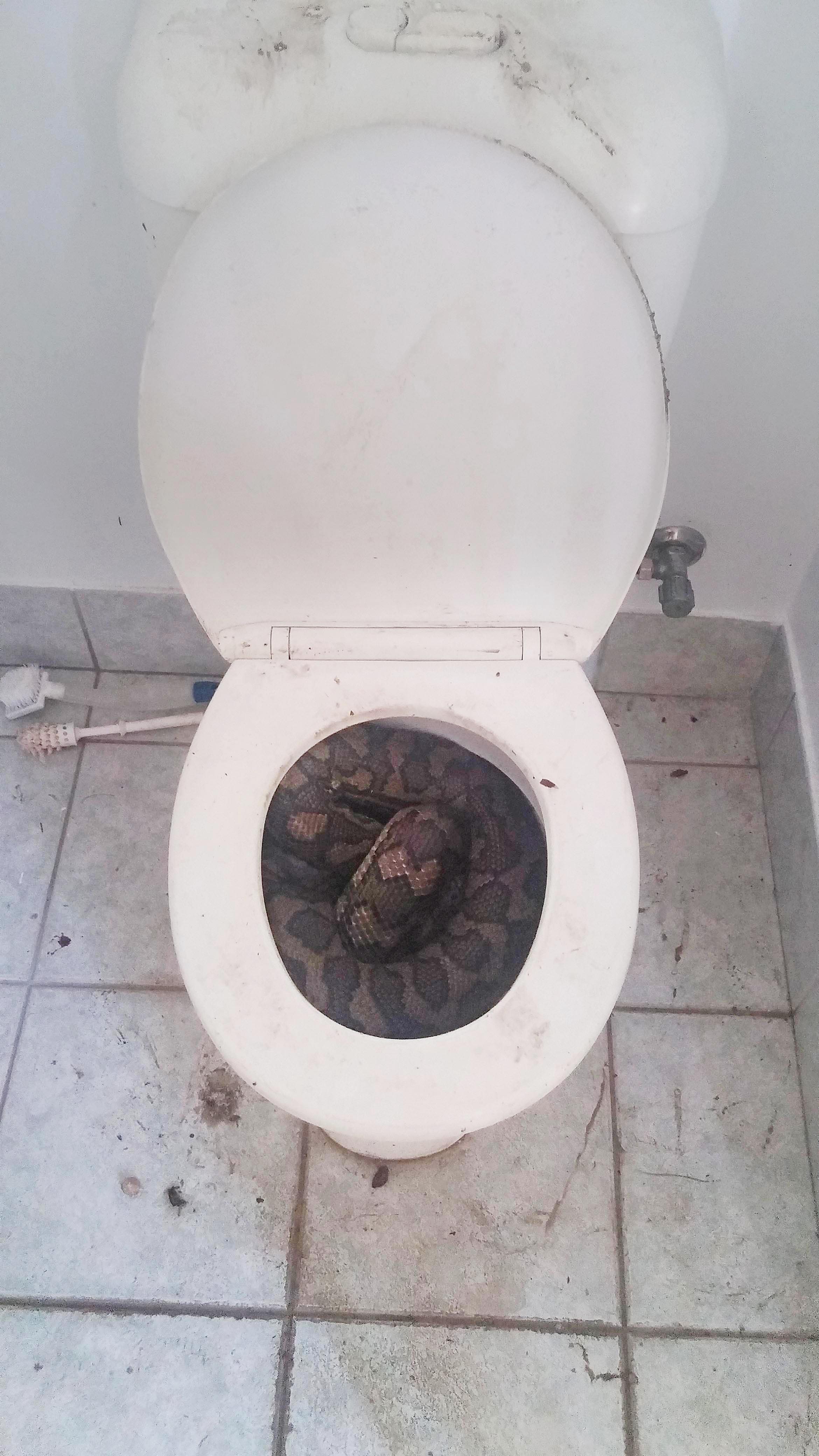 Toilet Snake ~ S/T