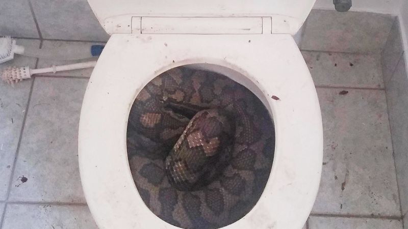 Watch a Live Snake Get Pulled Out of a Toilet