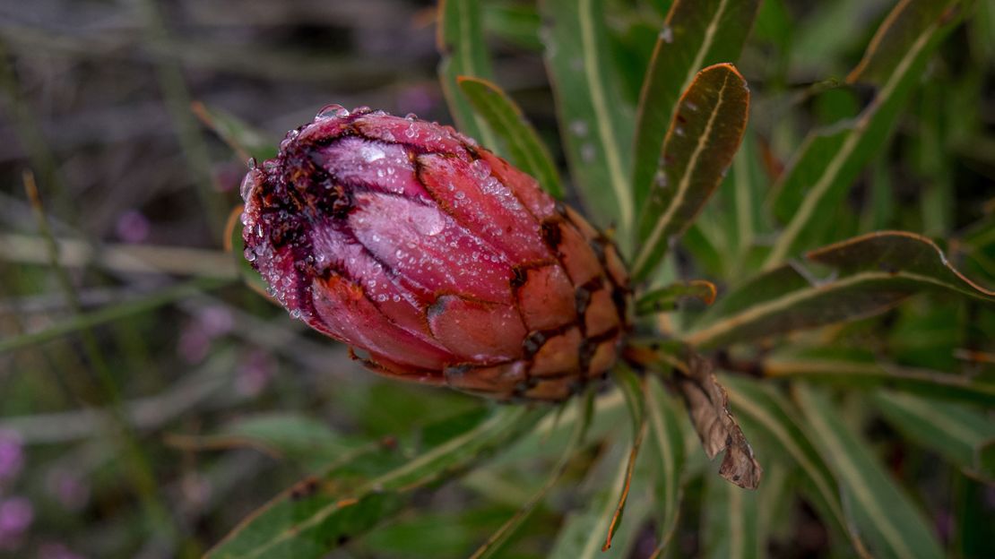 The diverse protea plant family is named after the Greek god Proteus, who could change his form at will.