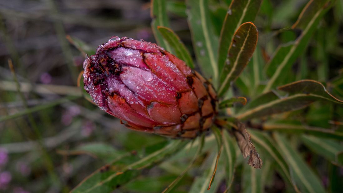 Because of its diversity of forms, protea is named after the Greek god Proteus, who could change his shape at will. Protea plants are also known as sugarbushes, from the Afrikaans word suikerbos. 