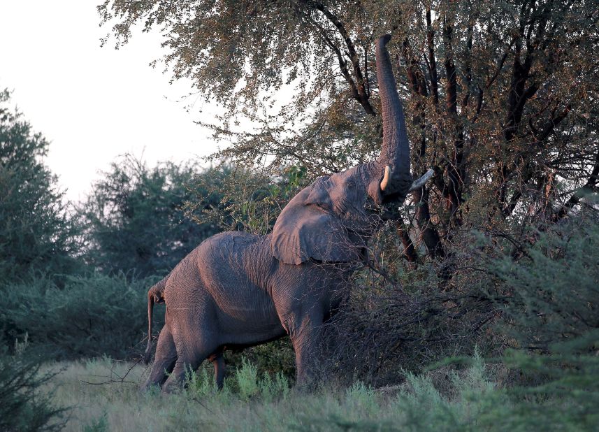 An elephant reaches for branches outside the Kingspool Luxury Safari Camp. 