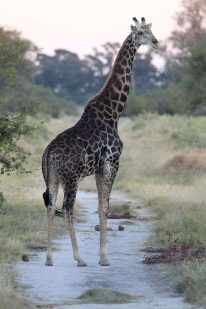 A giraffe walks in the evening light in the Delta. 