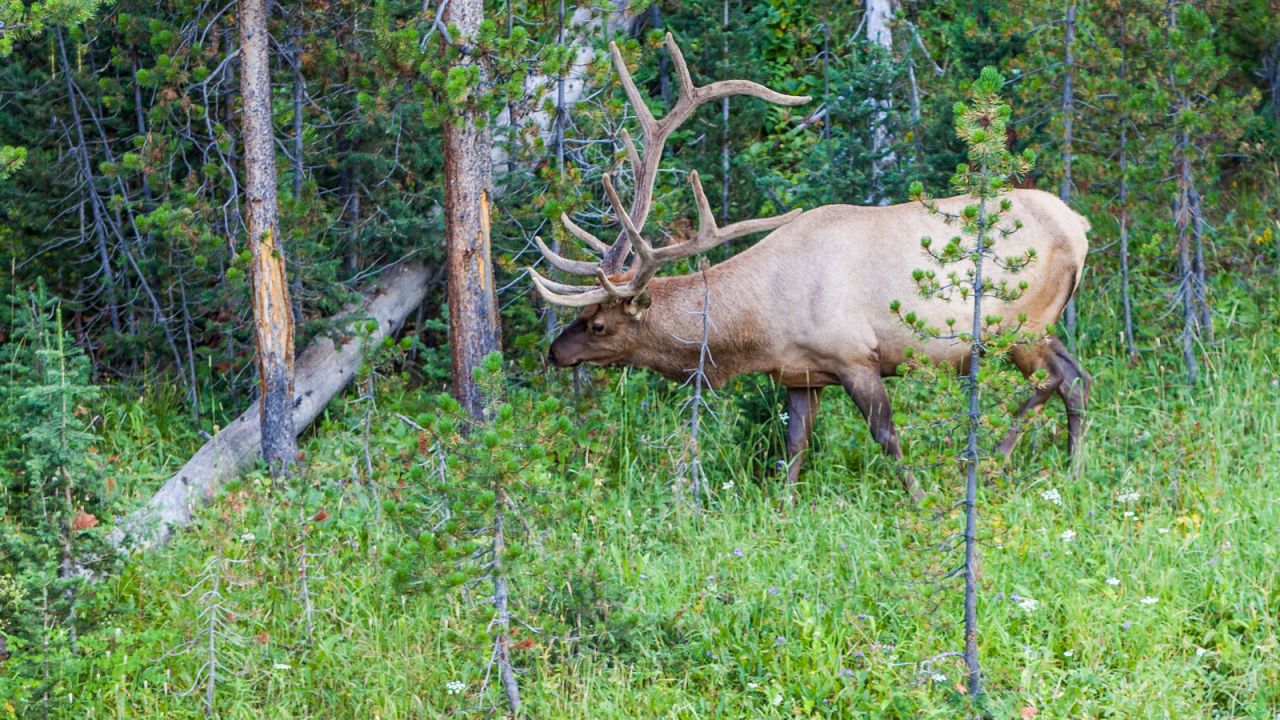 Traffic jams are as common in Yellowstone as they are in any city in the world. Furthermore, people often forget that these animals are still wild and get too close. Yellowstone isn't a zoo and each year people are killed because they get to close to a wild animal.