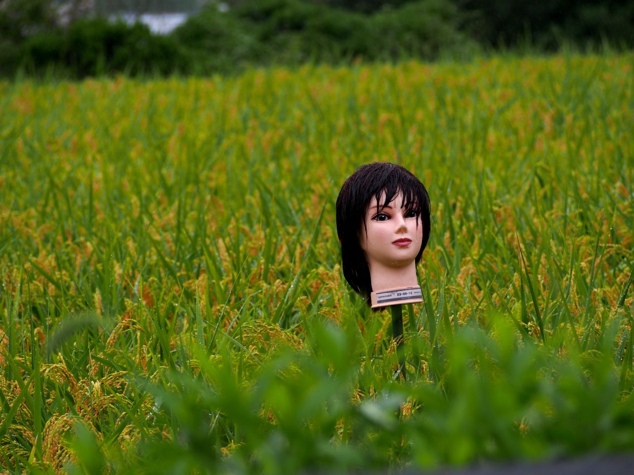 Kensuke Okada, a professor at the University of Tokyo's International Program in Agricultural Development Studies, says scarecrows are "known to be an ineffective way for protect the crops from birds, nor it is widely practiced in Japan."