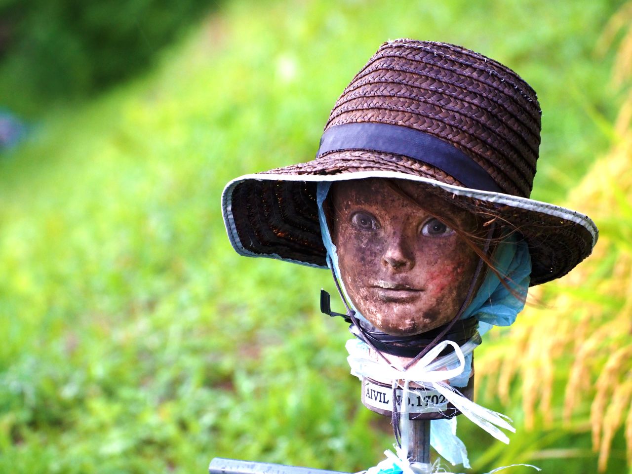 Photographer <a href="http://yourshot.nationalgeographic.com/profile/686001/" target="_blank" target="_blank">Dennis Doucet</a> was out searching for birds in the rice paddies near his neighborhood in Kobe, Japan, when he spotted a bunch of mannequin heads appearing in the fields. 