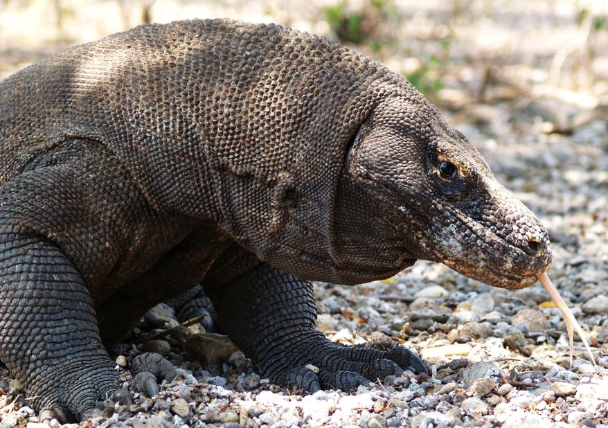 If you're still not convinced, here's an up-close-and-personal look at a Komodo dragon, the world's biggest lizard. He's one great reason to come to this part of the world, but not the only one. 