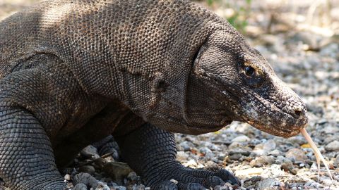 komodo