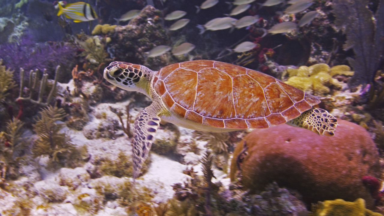 Key Largo's John Pennekamp Coral Reef State Park was the first undersea park in the United States.