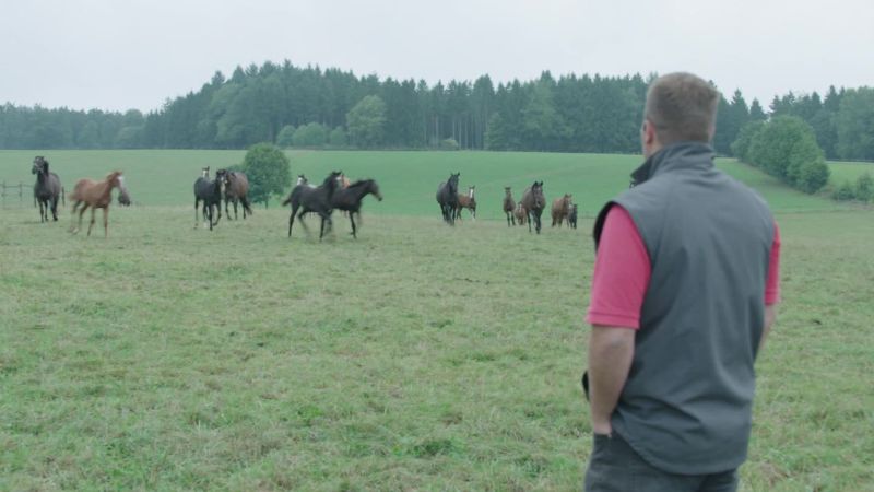 German horsepower not restricted to cars
