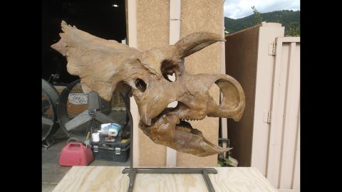 The species is very possibly related to a triceratops, though it doesn't have a nasal horn, paleontologist Mike Triebold said.