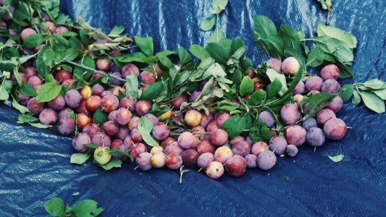 Plums are some of the most prevalent fruit trees in Atlanta and can be found in public parks and people's yards.