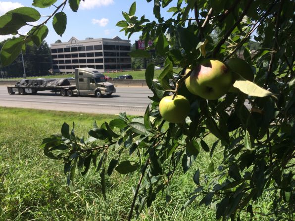 Concrete Jungle has mapped more than 2,500 fruit trees in Atlanta, many of which are alongside interstates and highways.