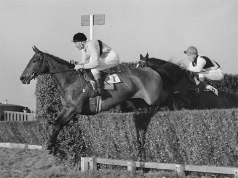 A three-time Cheltenham Gold Cup winner, Arkle became a national legend in the Republic of Ireland, the population claiming his strength came from drinking Guinness twice a day.