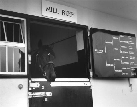 Mill Reef won almost everything on the flat from the Epsom Derby to the Prix de l'Arc de Triomphe in the early 1970s. The U.S.-bred thoroughbred is ranked as one of the leading horses of all time.