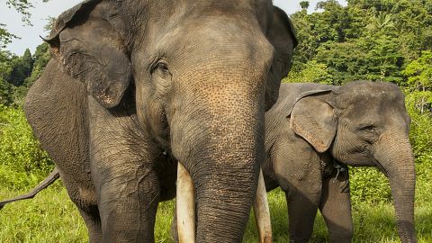 RIPYongki: Endangered elephant poisoned for ivory | CNN