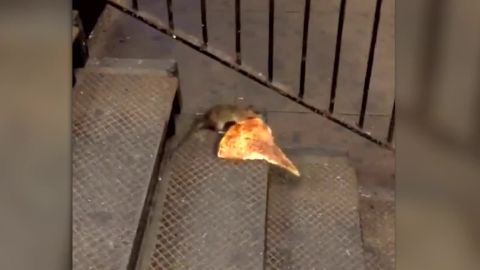 pizza reimagined detects swarm