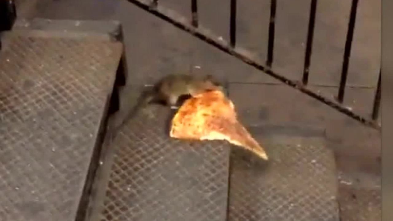 pizza rat ny viral moos pkg erin_00001201.jpg