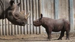 CHICAGO, IL - SEPTEMBER 17:  King, an Eastern black rhinoceros born August 26, makes his public debut at the Lincoln Park Zoo with his mother Kapuki on September 17, 2013 in Chicago, Illinois. King's father Maku, 27, is on breeding loan from Caldwell Zoo in Tyler, Texas and his mother, 8, is on loan from Brookfield Zoo in suburban Chicago.  Eastern black rhinos are critically endangered in their native Africa due largely to poaching.  (Photo by Scott Olson/Getty Images)